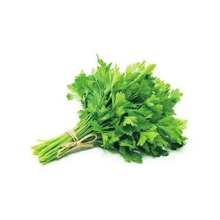 Cilantro
