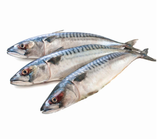 大西洋鲭鱼（青花鱼） FRZ ATLANTIC MACKEREL 600g up 11kg/case