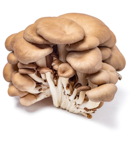 平菇 Mushroom Oyster  5lb/case