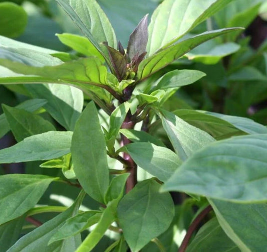 Basil Thai  1LB/bag